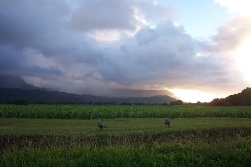 Reach banner