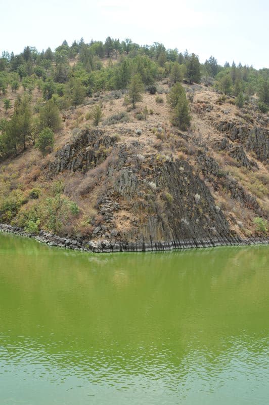 Algae in the Reservoirs