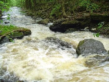 Sieve Rapid