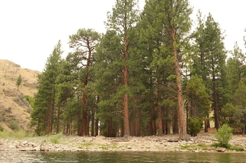 Survey Creek Camp (RL)