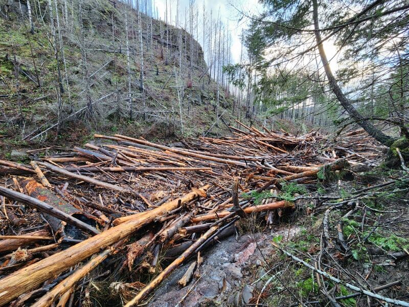 Log jam on Horse Creek Canyon scout