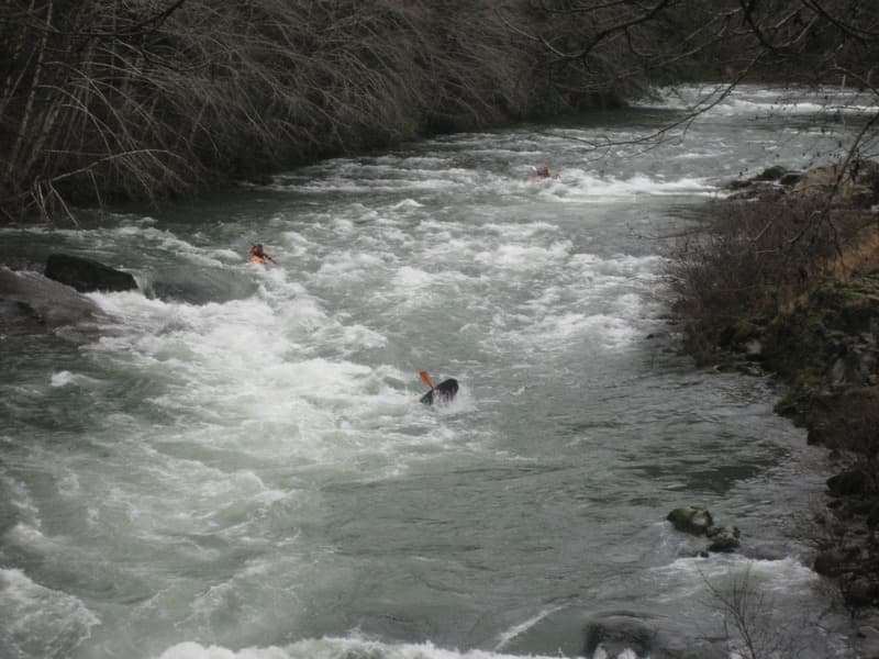 Winter Run on Siletz