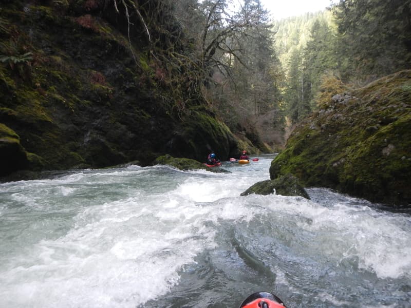 Winter Run on Drift Creek