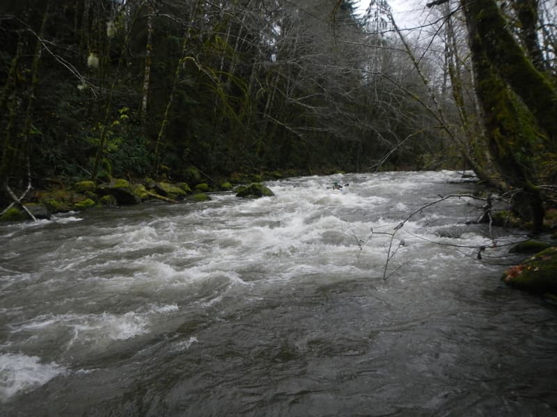 Island Rapid