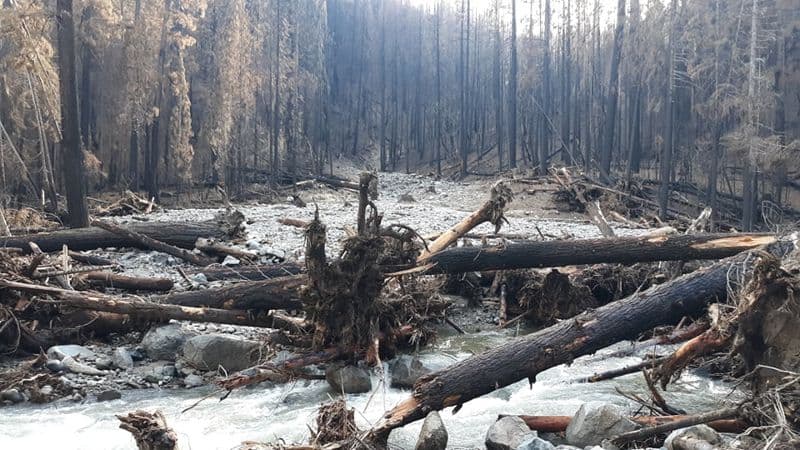 Large Logjam