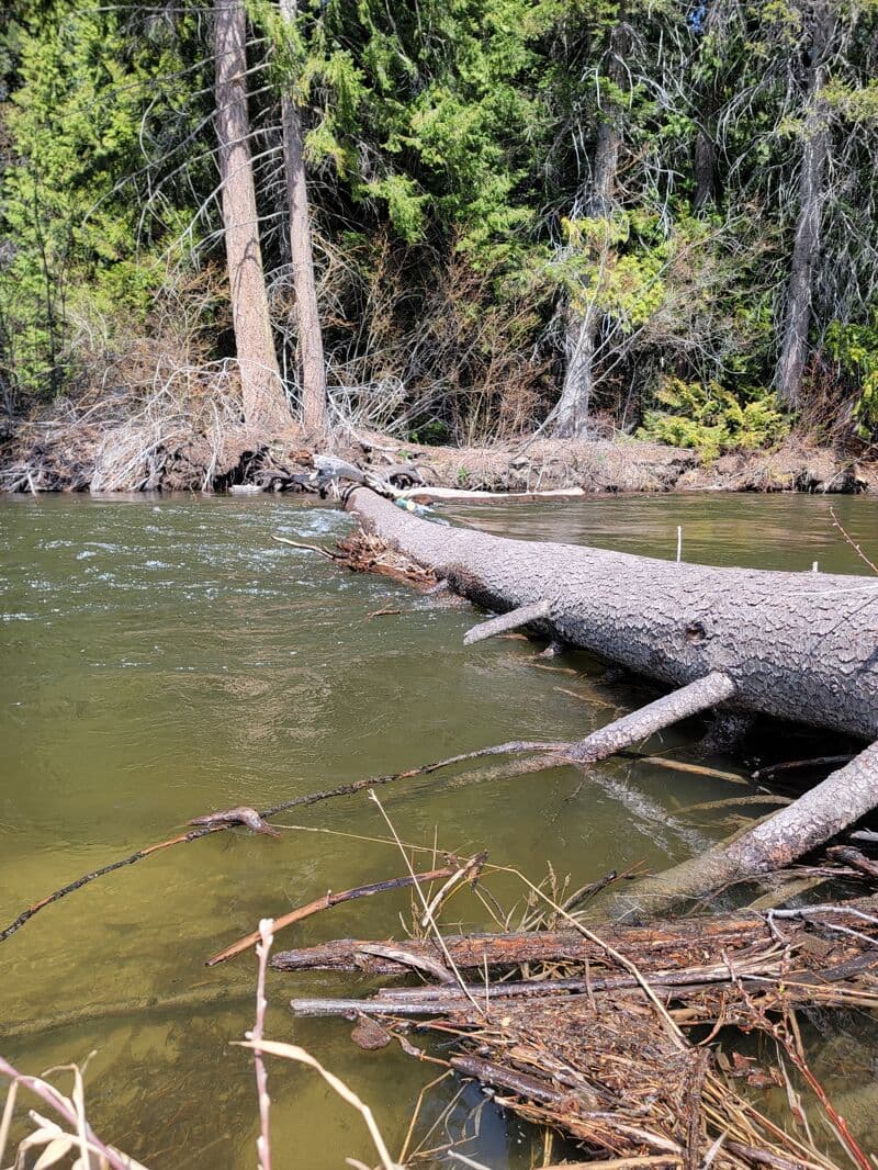 Lower Nason Creek