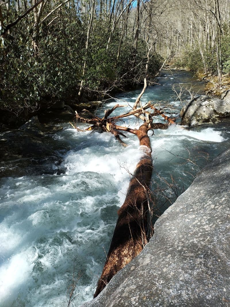 River wide tree