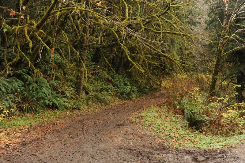 Forest Road 2900-030 Put-In