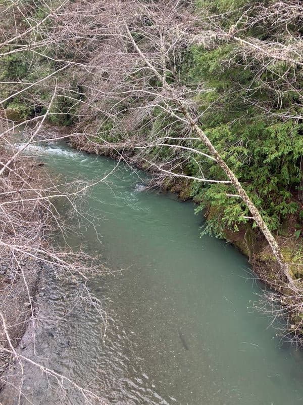 Beautiful water but too brushy