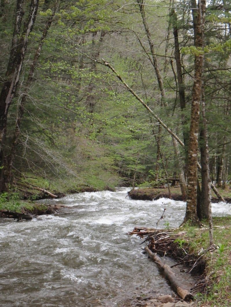 Gandy Creek
