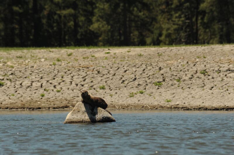 No More Paddle Out on the Reservoir