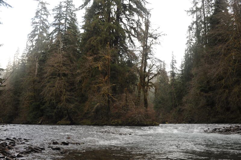 Calawah Confluence
