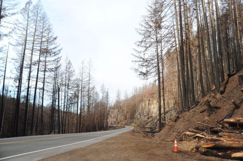 Post Fire Road Scout