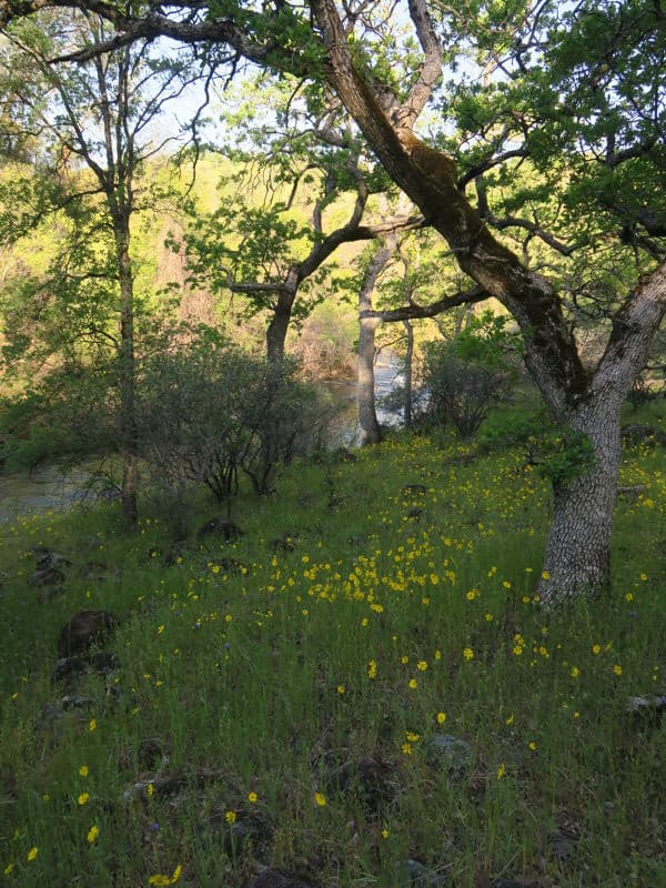 Cameron Creek Camp