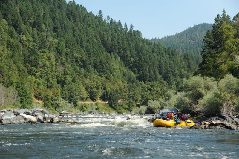 Blue Swillup Rapid