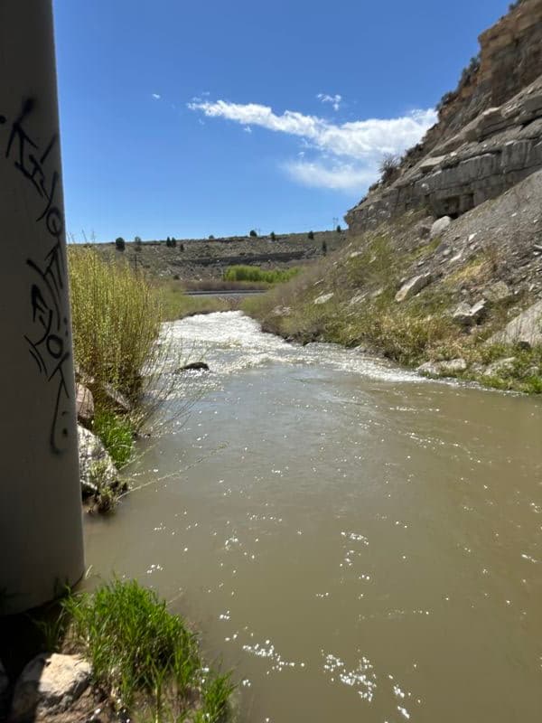 Putin rapid