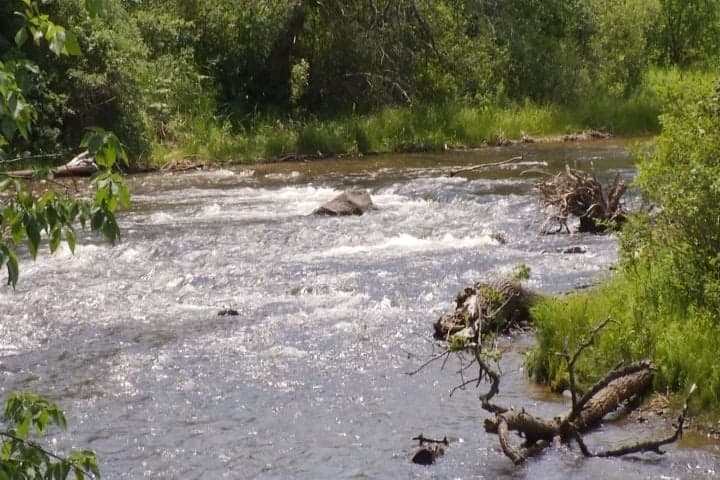 rapid 1