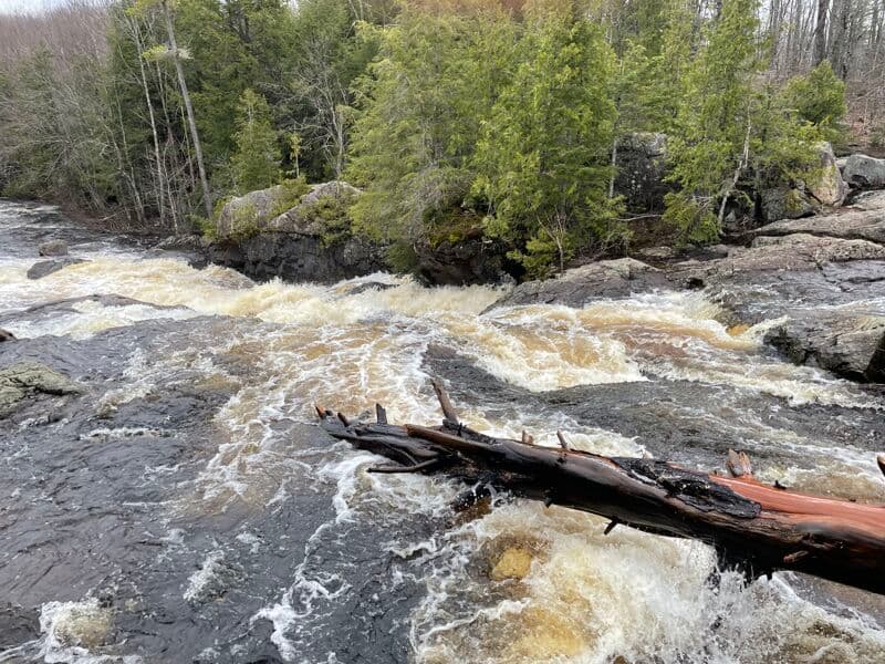 Tree blocking Foster Falls