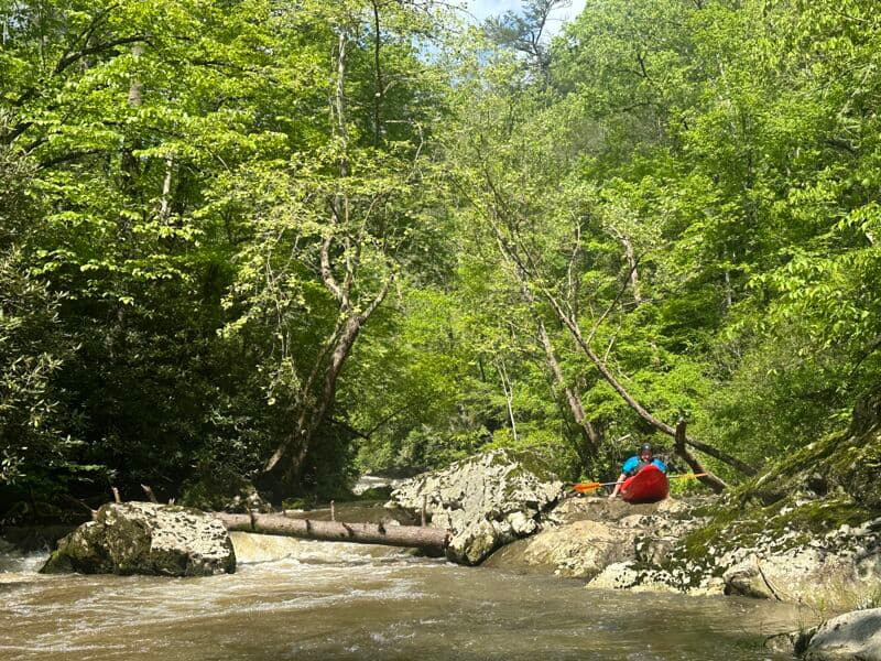 Lots of wood in a fun and beautiful creek