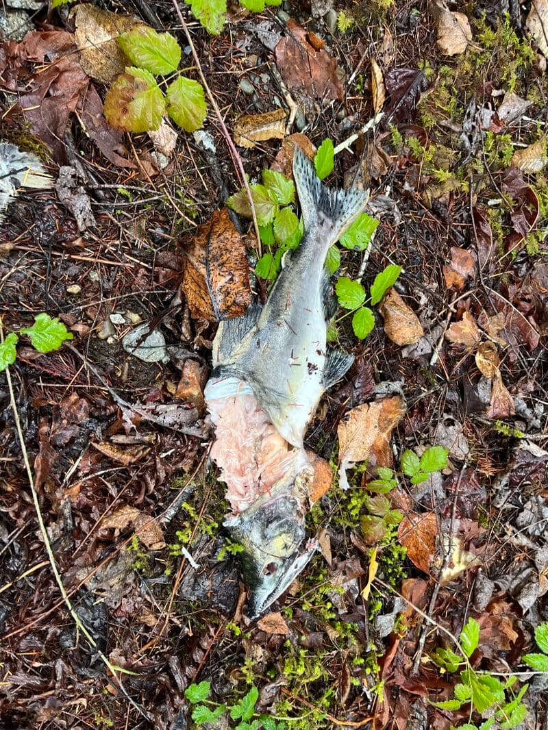 So many salmon!