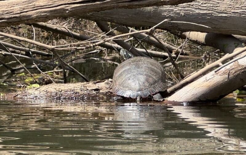 Great Spring Float!