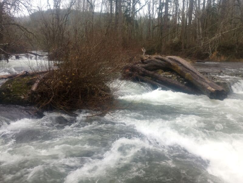 A woody year for Butte Creek