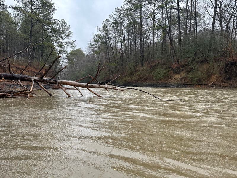 First run of the creek