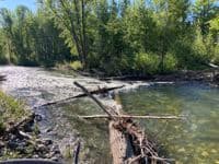 Logjam Below Screw Trap