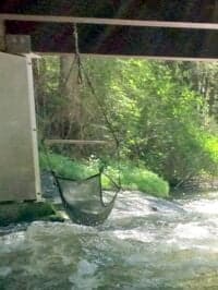 Hanging Chair