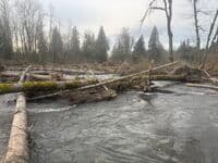 total river blocking wood