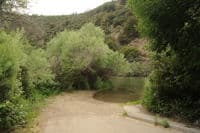 Tree of Heaven Access