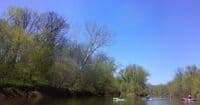 Eagle in Tree on Monocacy River