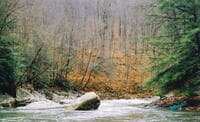 Laurel Hill Creek
