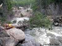 Mature Fir hazard - new