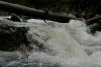 Log Across River #1