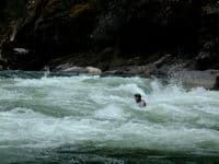 13 Year-Old Rose in Salmon Falls