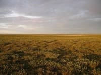 Wide Open Expanse of the Coastal Plain