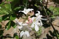 White flower