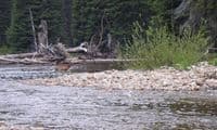 Wildlife on the Brushy Fk
