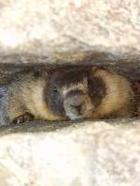 Marmot