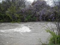 Chamber of Commerce Wave