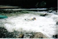 Swimming In Big Shoals