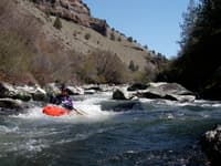 Rapid