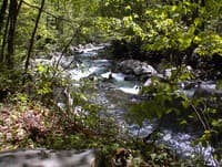 Upper West Prong rapid below upper bridge