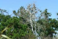 Heron Rookery
