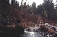 Typical Creek