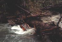 Log Jam