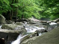 Looking  back Upstream
