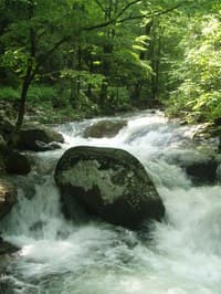 Typical scene on the Piney