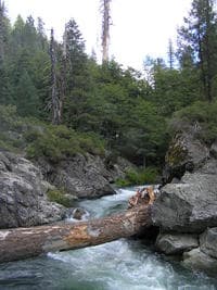 The log at Post Creek